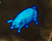 pig.PNG