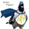 Actionpigeon